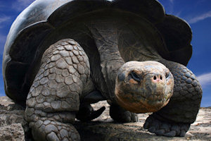 North Seymour/Galapagos, Ecuador