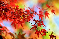 Prächtige Farben des Indian Summers
