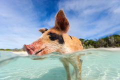 New York, Florida und Bahamas hautnah