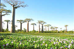 PAUSCHALREISE: Afrika und Indischer Ozean bis Mauritius